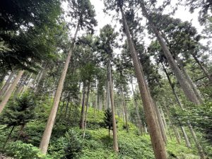 南三陸・志津川町で森林見学ツアーを開催しました！